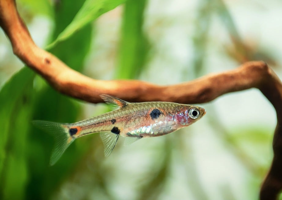 Dwarf Rasboa Coburg Aquarium | Dwarf Rasbora