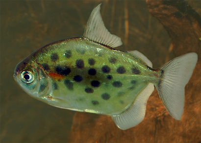 Silver Dollar - Dwarf Spotted