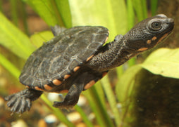 Eastern Long Neck Turtle (Hatchling)