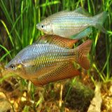 Eastern Rainbowfish - Wallaby Creek - M. s splendida