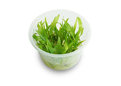 Echinodorus bolivianus chain sword tissue culture cup with long narrow green aquarium plant leaves