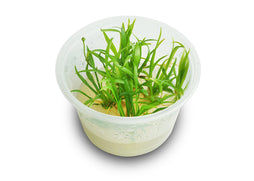 Echinodorus tenellus pygmy chain sword tissue culture cup with fine grass-like bright green aquarium plant leaves