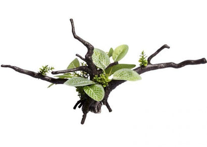 Aqua One Ecoscape Calathea Driftwood Green