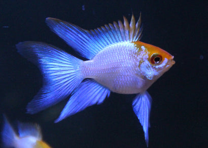 Electric Blue Balloon Ram | Live fish online | coburgauqarium.com.au｜Aquarium Shop | Aquarium FIsh for sale | Tropicah fish store | Freshwater Fish | Coburg Aquarium