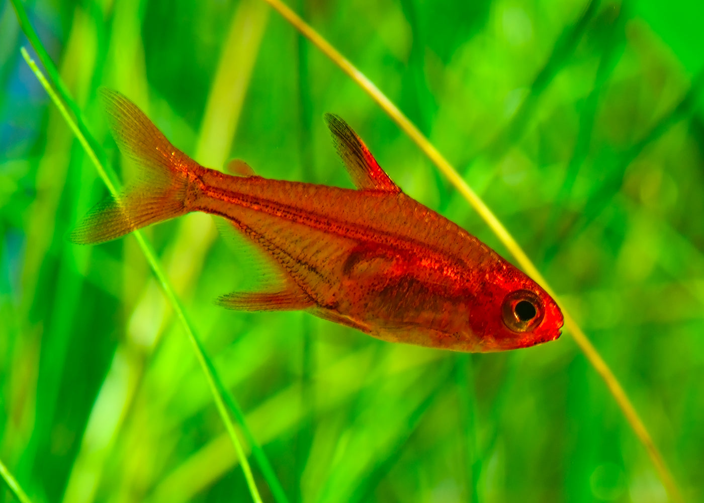 Small red transparent fish called Ember Tetra showing bones and organs