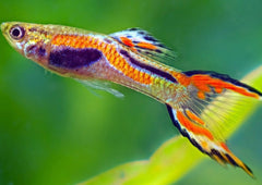 Endler Guppy | Live fish online | coburgauqarium.com.au｜Aquarium FIsh for sale | Tropicah fish store | Freshwater Fish | Coburg Aquarium