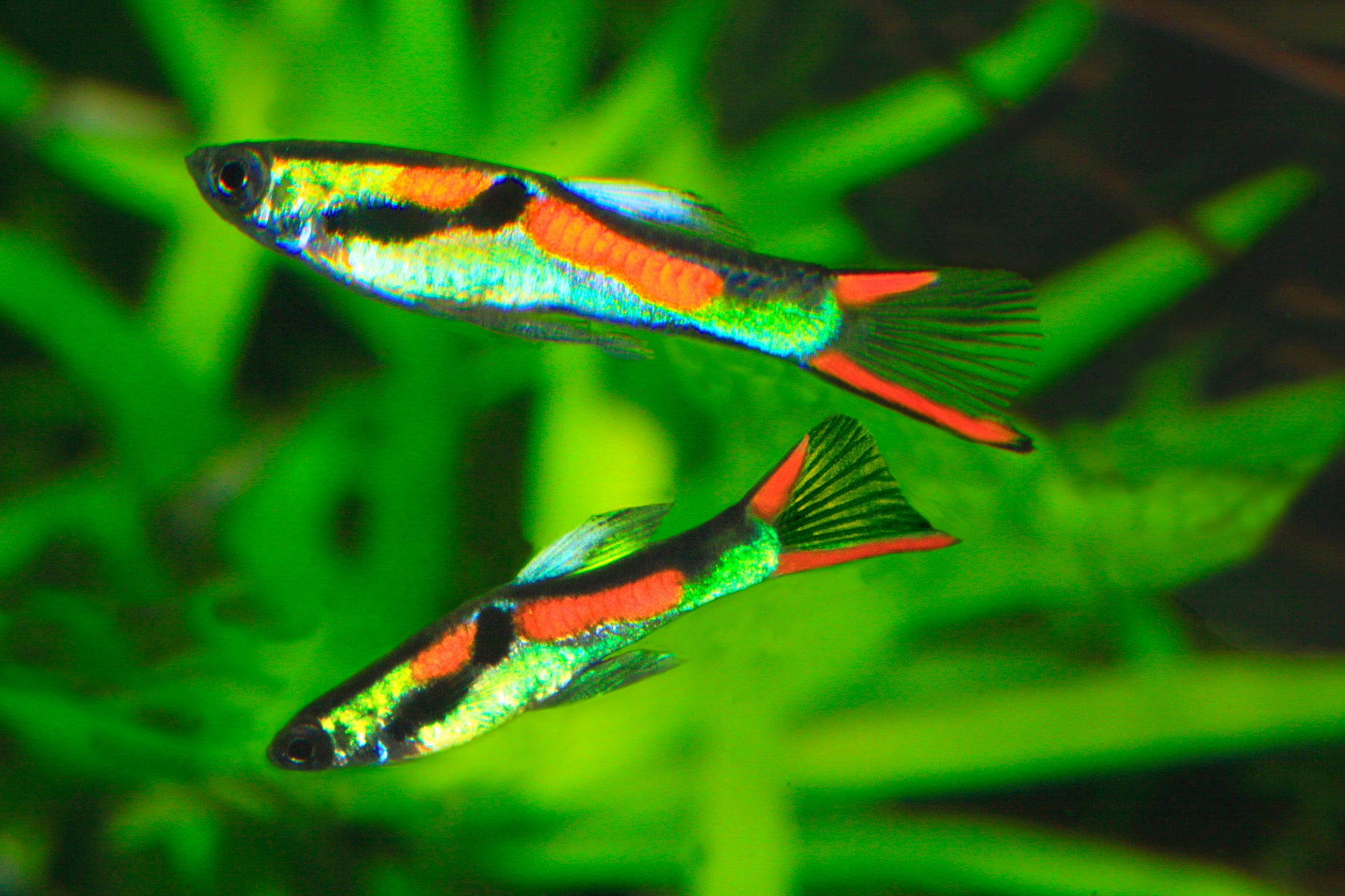 Guppy Endlers Buy Tropical Aquarium Fish Online -Coburg Aquarium