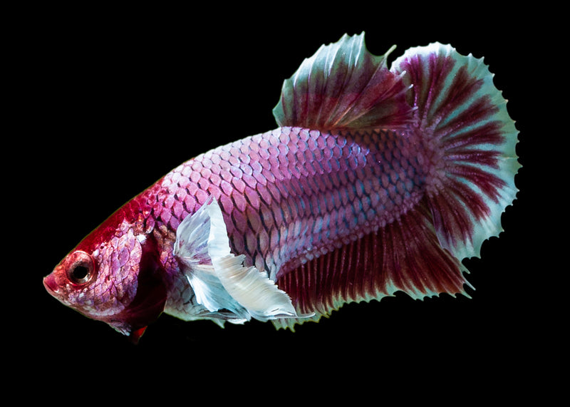 Fighter Female Dumbo – Coburg Aquarium
