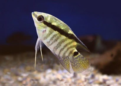 Festivum is a freshwater fish, American cichlid , white fish with gray stripes and a black stripe across it's body | Freshwater fish | aquarium fish | live fish for sale | tropical fish | coburgaquarium.com.au
