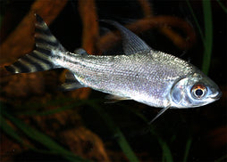 Flagtail Prochilodus