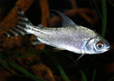 Flagtail Prochilodus
