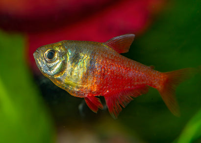 Coburg Aquarium | Flame Tetra | Shop live aquarium fish online