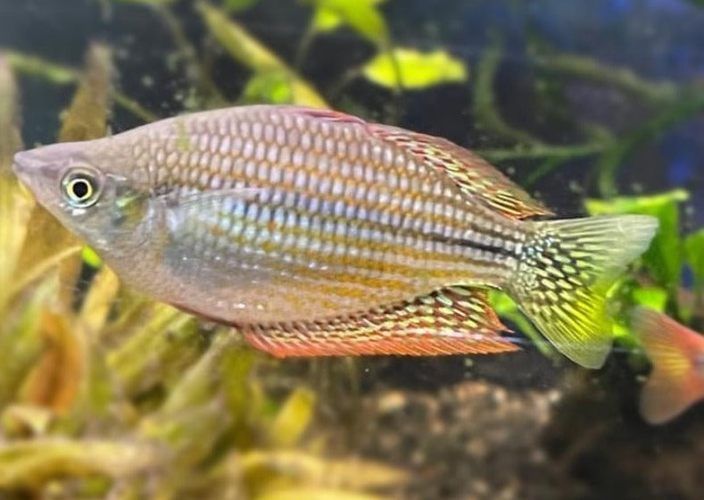 Chequered Rainbowfish - Flat Rock Creek - M. inornata