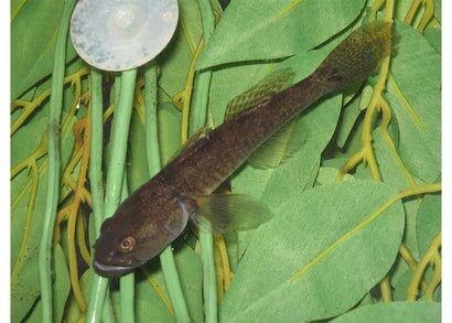 Gudgeon -Flathead