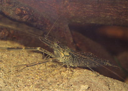 Freshwater Prawn $14.95