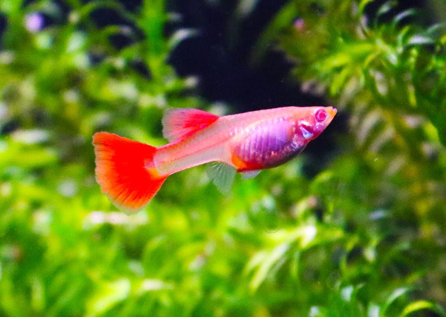 Guppy Female Full Red Guppy Albino 3 4cm Coburg Aquarium guppy-female-full-red-guppy-albino-3-4cm-coburg-aquarium