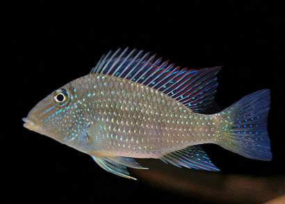 Green Horseface Cichlid | Live fish online | coburgauqarium.com.au｜Aquarium FIsh for sale | Tropicah fish store | African Cichlid | Freshwater Fish | Coburg Aquarium