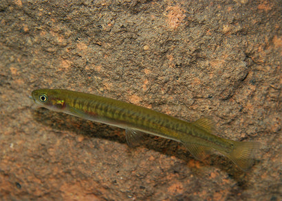 Galaxias Maculatus - Jollytail