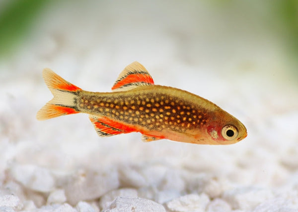 Galaxy Rasbora - Celestial Pearl Danio – Coburg Aquarium