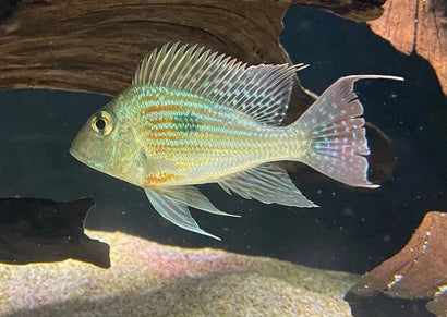 Geophagus Sveni Cichlid | Live fish online | coburgauqarium.com.au｜Aquarium FIsh for sale | Tropicah fish store | Freshwater Fish | Coburg Aquarium