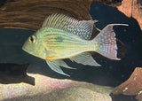 Geophagus Sveni