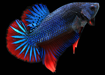 Shortfin Giant betta Male | Betta For Sale | Tropical Fish Online | Buy Aquarium Fish | Live Freshwater Fish For Sale | Coburg Aquarium | coburgaquarium.com.au