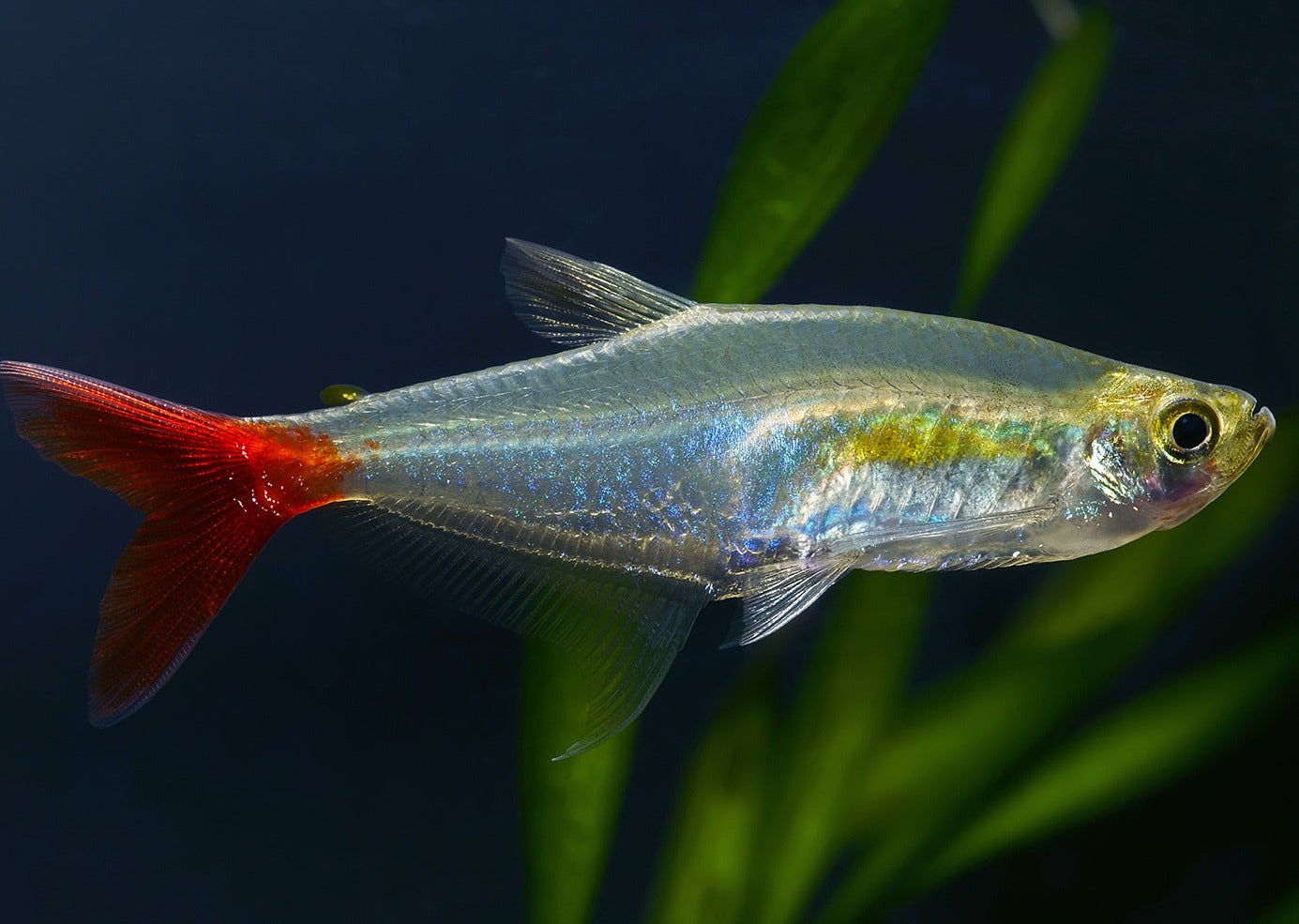 Bloodfin Tetra