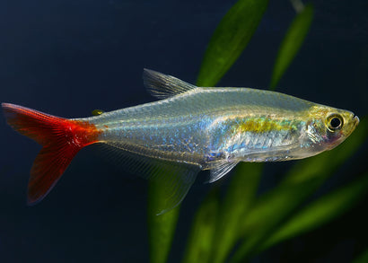 Glass Bloodfin Tetra Special (6 for $25)