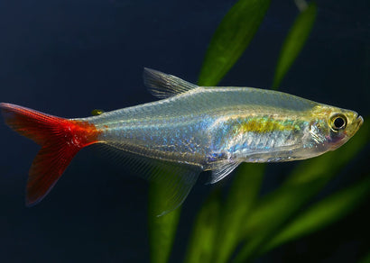 Glass Bloodfin Tetra
