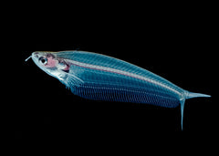 Phantom Glass Catfish - creepy fully transparent living fish showing skeleton and bones