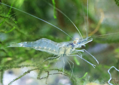 Glass Shrimp