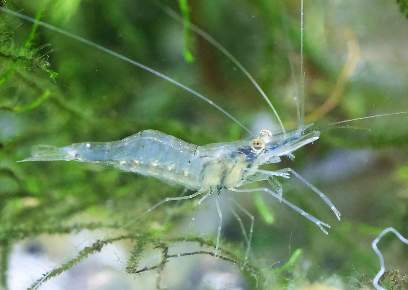 Glass Shrimp | Ghost Shrimp | Aquarium Shrimp| Freshwater Shrimp| coburgaquarium.com.au|Pet Fish online| Coburg Aquarium| Live Shrimp for Sale| Buy Shrimp online