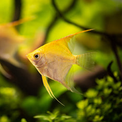 Gold Angelfish Live fish online | coburgauqarium.com.au｜Aquarium FIsh for sale | Tropicah fish store | Freshwater Fish | Coburg Aquarium
