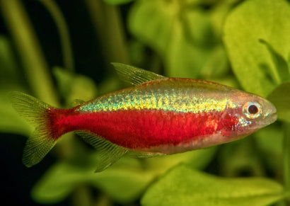 Paracheirodon axelrodi | Gold Cardinal Tetra | Coburg Aquarium | Live Fish Online Delivery | Tropical aquarium fish