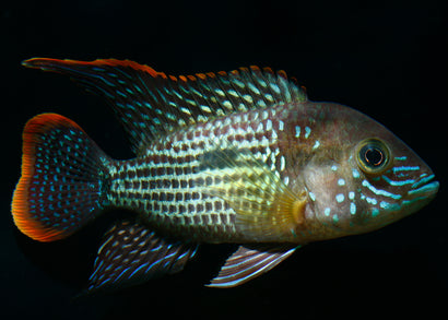 Greem Terror Cichlid | Gold Saum | Live fish online | coburgauqarium.com.au｜Aquarium FIsh for sale | Tropicah fish store | African Cichlid | Freshwater Fish | Coburg Aquarium
