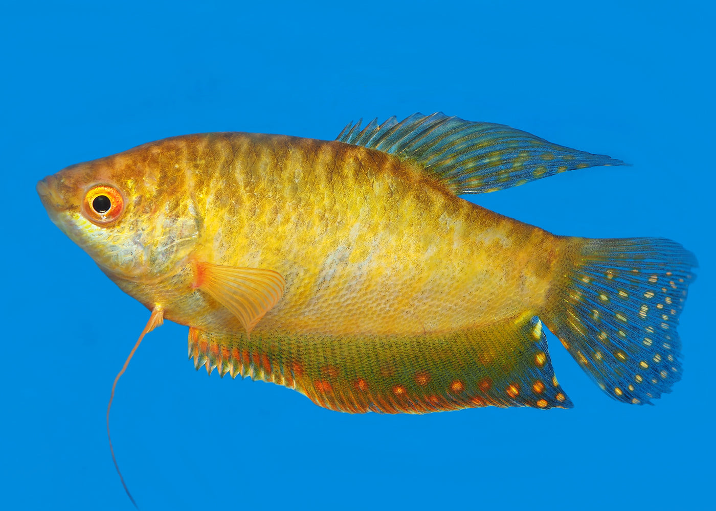 Coburg Aquarium | Gold  Gouramis | Shop freshwater tropical aquarium fish online