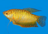 Gourami - Assorted