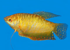 Gourami Assorted| Aquarium Fish| Freshwater fish| coburgaquarium.com.au|Pet Fish online| Coburg Aquarium| Live Fish Store| Buy Fish online