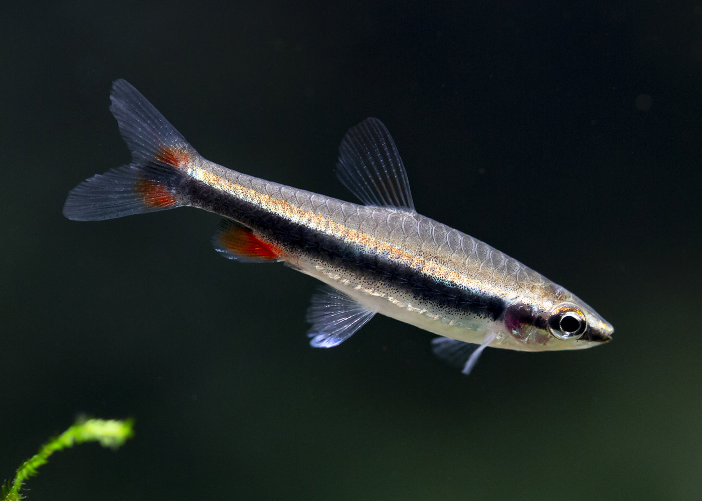 Pencilfish - Beckfordi