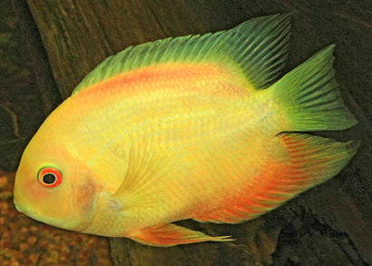 Severum - Gold