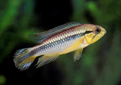 Golden Dwarf Cichlid Live fish online | coburgauqarium.com.au｜Aquarium FIsh for sale | Tropicah fish store | Freshwater Fish | Coburg Aquarium