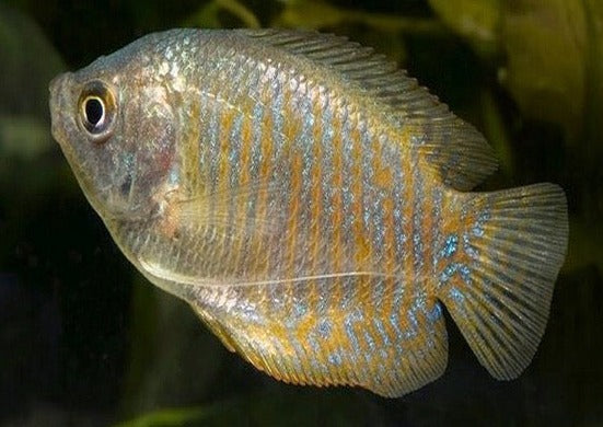 Gourami Dwarf Female | Freshwater Fish | Aquarium Fish Coburg Aquarium