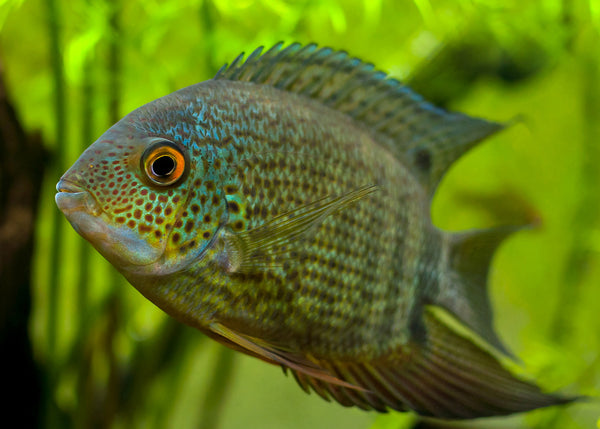 Green Severum Cichlid | Freshwater Fish | Aquarium Fish Coburg Aquarium