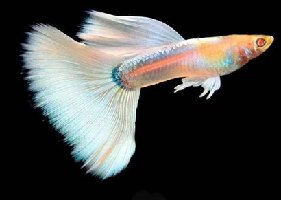 Guppy - Full Platinum Albino Guppy (Pair)