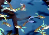 Guppy Male Blue Scissortail