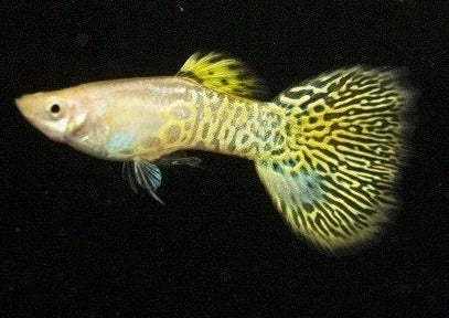 Guppy Male Cobra Yellow Freshwater Fish for Sale Coburg Aquarium