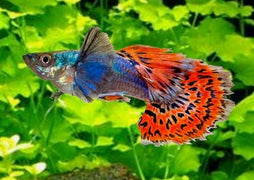 Guppy Male Elephant Ear Snakeskin - exotic fish with blue and orange body, flowing dress tiger stripped fins | Buy Fresshwater Fish online | Live fish for sale | aquarium fish near me | coburgaquarium.com.au