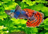 Guppy Male red dragon Elephant Ear
