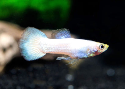 Guppy Male Platinum White