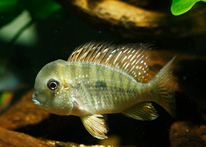 Balzanii Argentine Humphead Cichlid | Live fish online | coburgauqarium.com.au｜Aquarium FIsh for sale | Tropicah fish store | Freshwater Fish | Coburg Aquarium